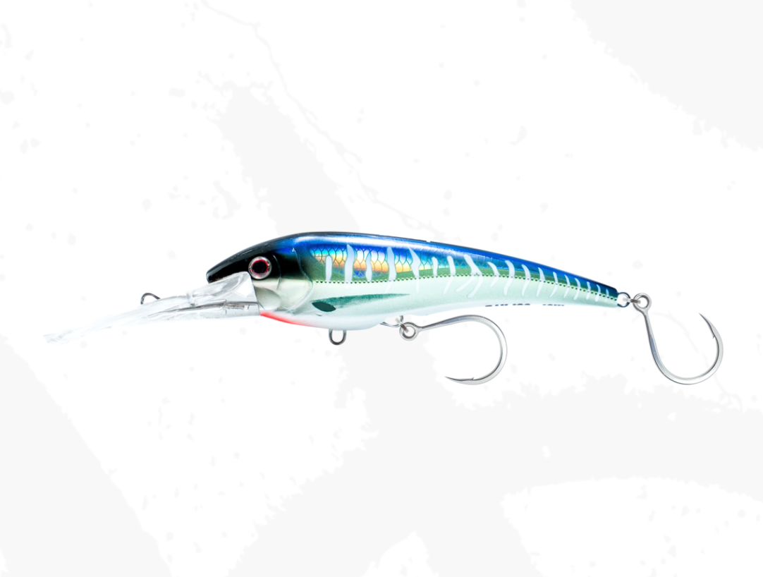 Spanish Mackerel